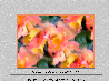 Bordered F Soft peach orchidsF167520082030